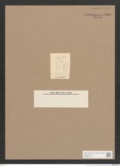 Navicula sp. (de-Toni-Nr.: Genus 1) Zeichnungen Sammlung Grunow Nr. 1596 (NHMW-BOT-W0368139)
